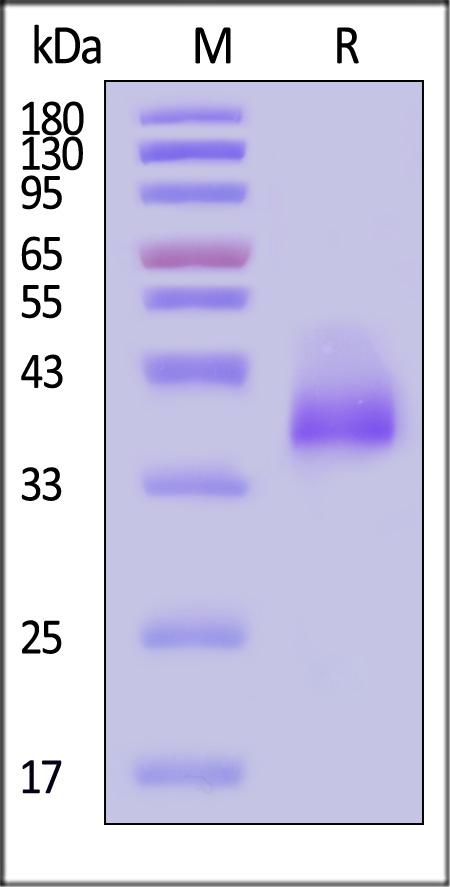 IgG3 Fc SDS-PAGE