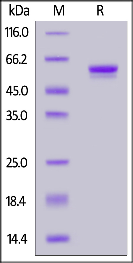 IGFBP-7 SDS-PAGE