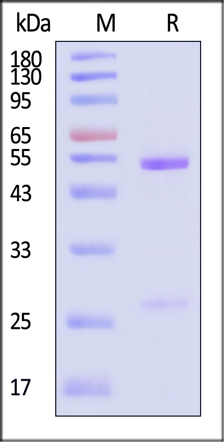 IgG2b SDS-PAGE