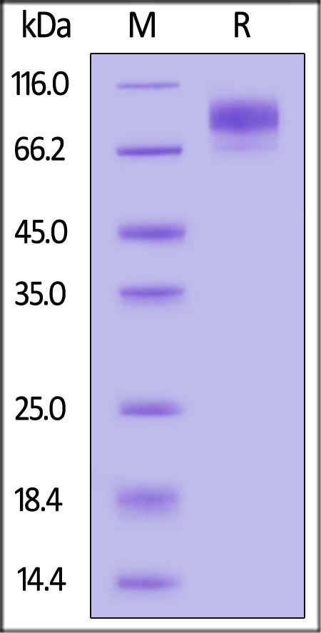 Biotinylated Human IL-13 R alpha 1, Fc,Avitag (Cat. No. IL1-H82F6) SDS-PAGE gel