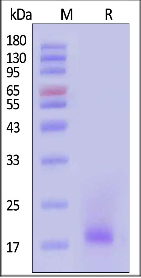 IL-4 SDS-PAGE