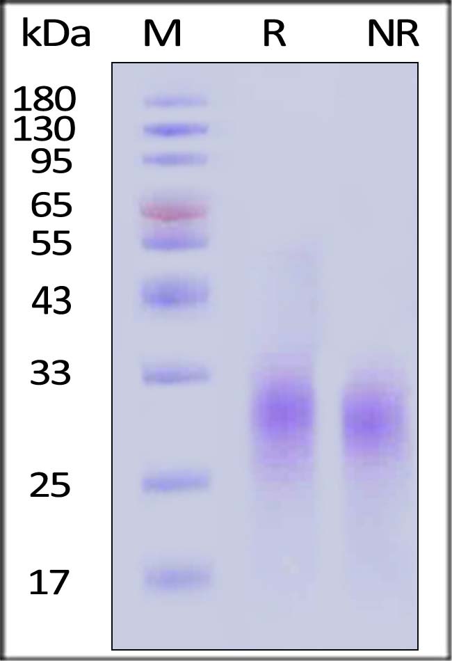 IL-9 SDS-PAGE