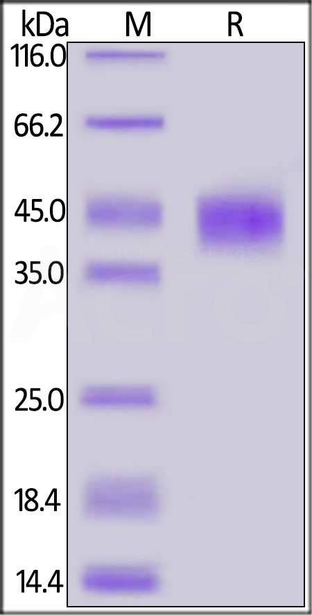 LAP (TGF-beta 1) SDS-PAGE