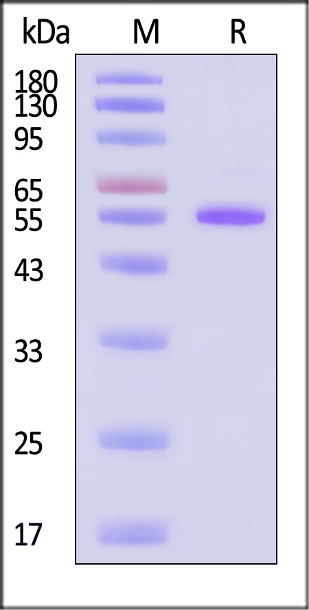 Legumain SDS-PAGE