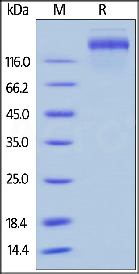 Leptin R SDS-PAGE