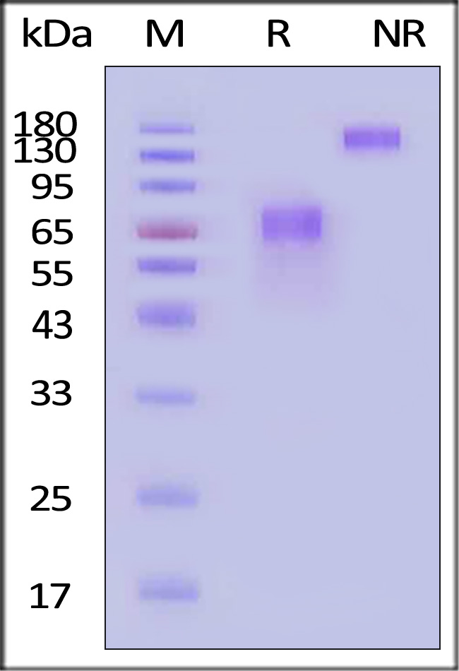 CD58 SDS-PAGE