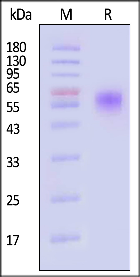 LIV-1 SDS-PAGE