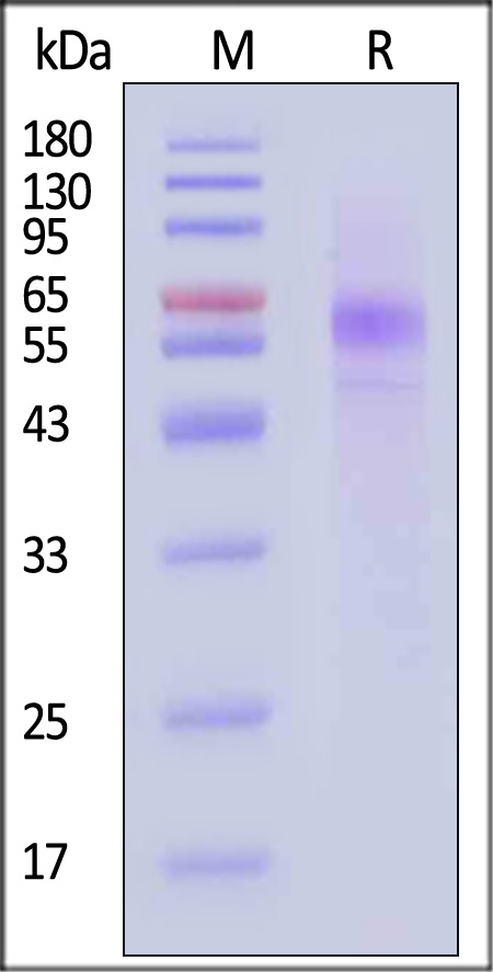 Megalin SDS-PAGE