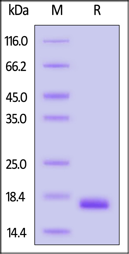 Midkine SDS-PAGE