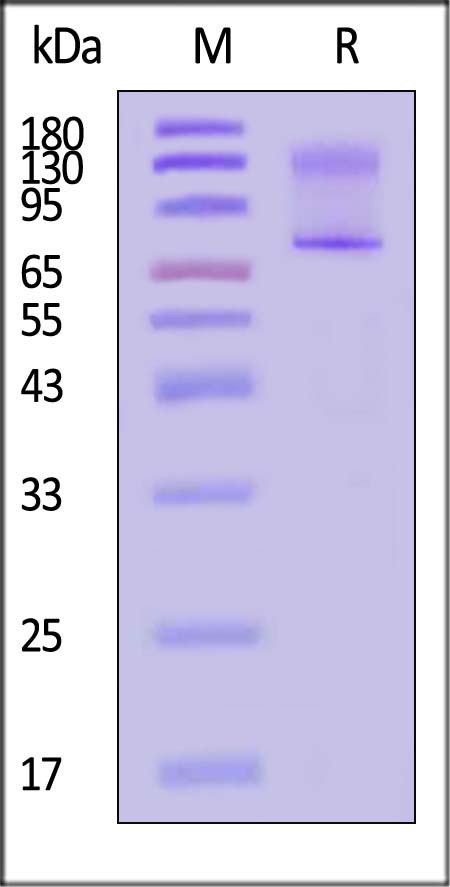 Mucin-1 SDS-PAGE