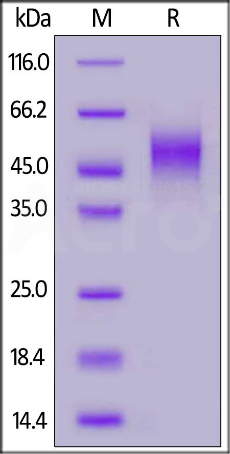 NKG2C & CD94 SDS-PAGE