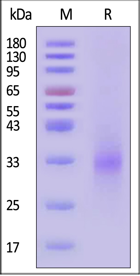 NKG2D SDS-PAGE