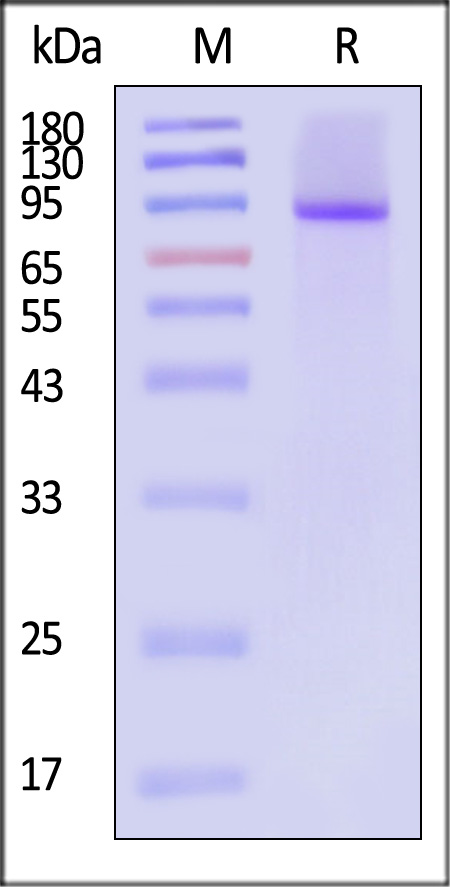 NOTCH1 SDS-PAGE