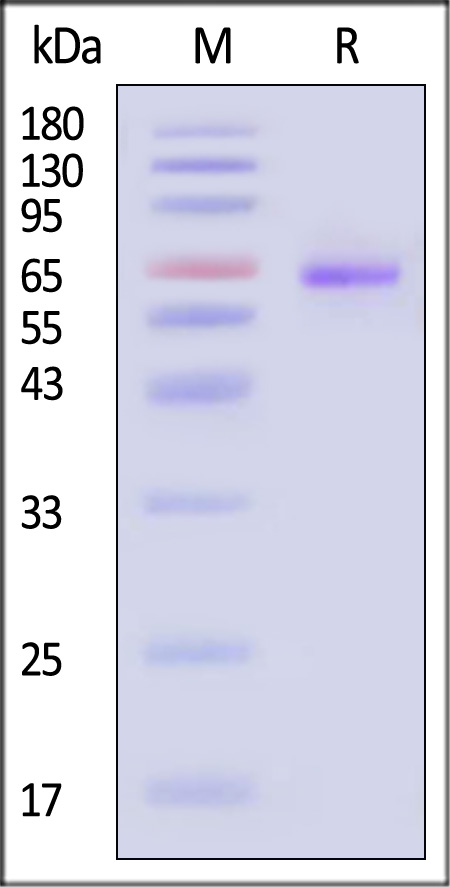 NOTCH1 SDS-PAGE