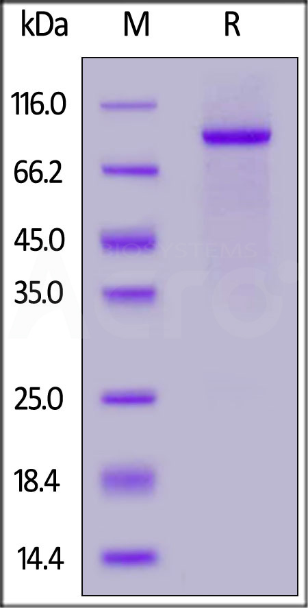 NOTCH2 SDS-PAGE