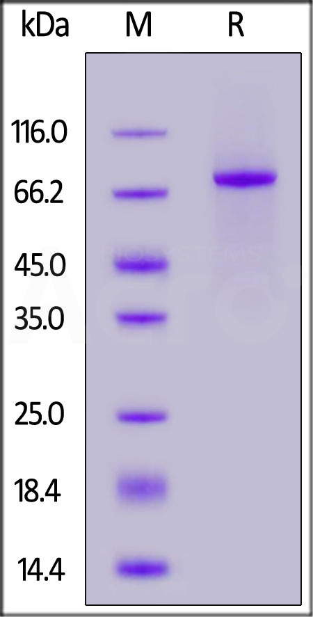 NOTCH3 SDS-PAGE