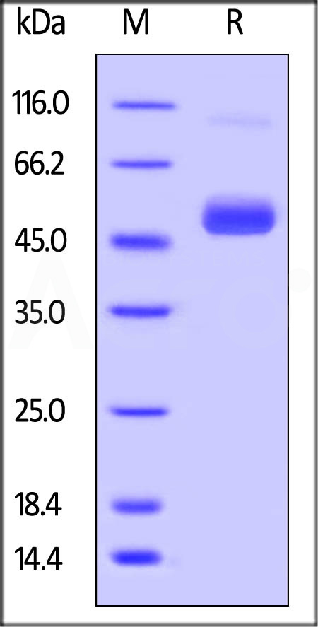 Non-structural Protein/NS1 (ZIKV) SDS-PAGE