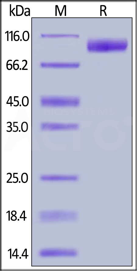 TrkB SDS-PAGE