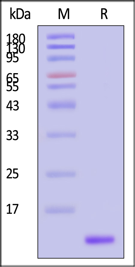 NT-3 SDS-PAGE