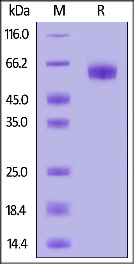 PD-1 SDS-PAGE