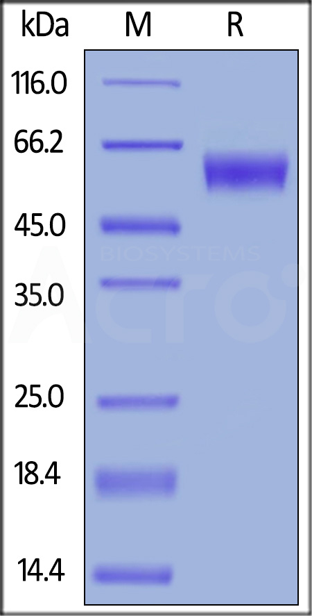 PD-1 SDS-PAGE