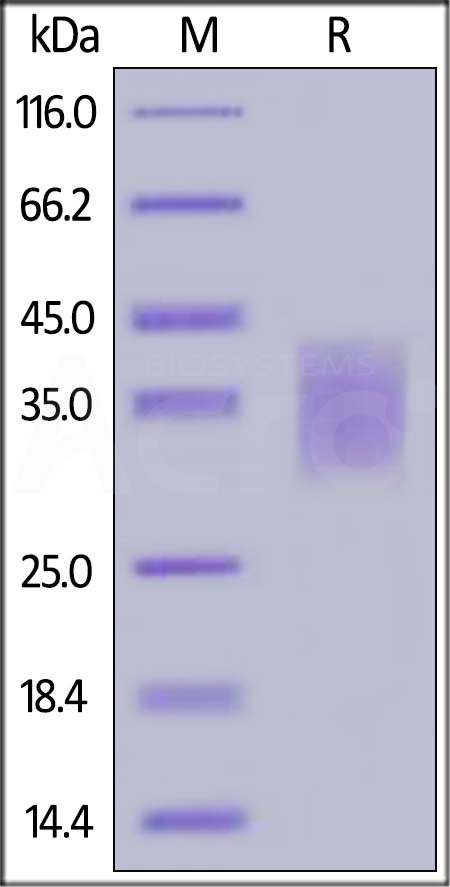 PD-1 SDS-PAGE