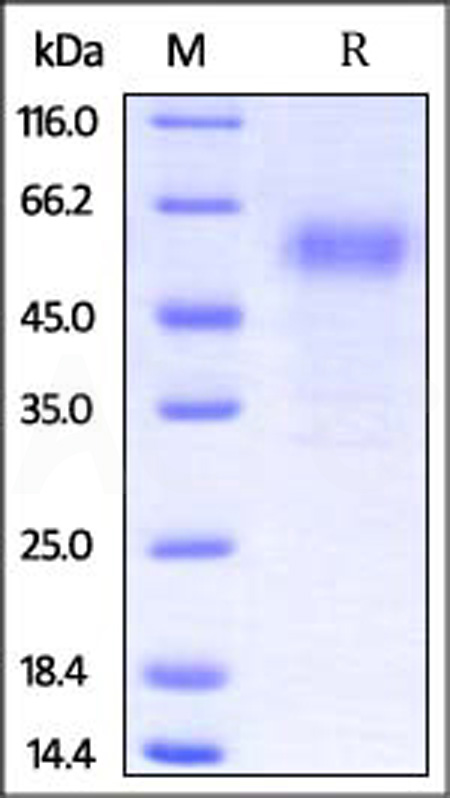 PD-1 SDS-PAGE