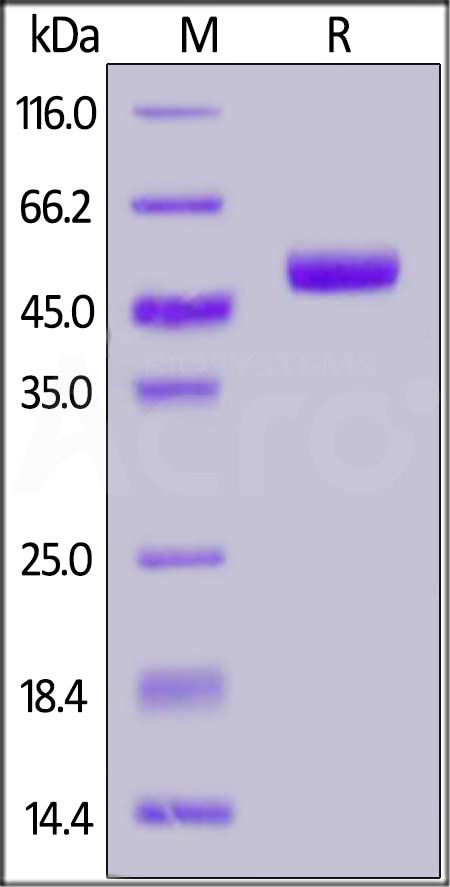 Nectin-2 SDS-PAGE