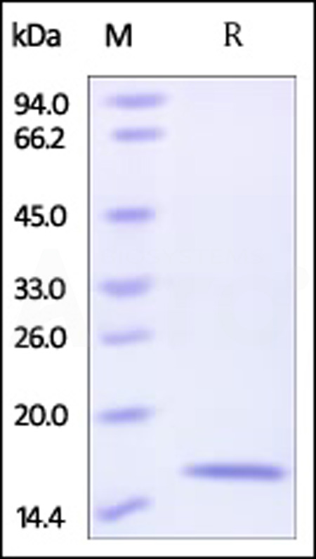 Reg4 SDS-PAGE