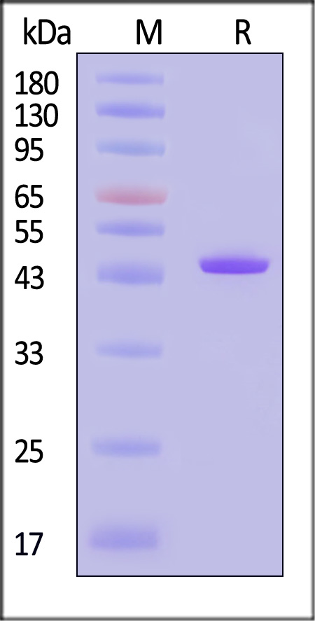 Protein L SDS-PAGE