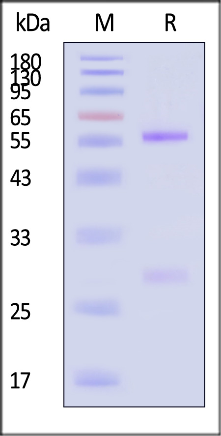 Fusion glycoprotein F0 SDS-PAGE