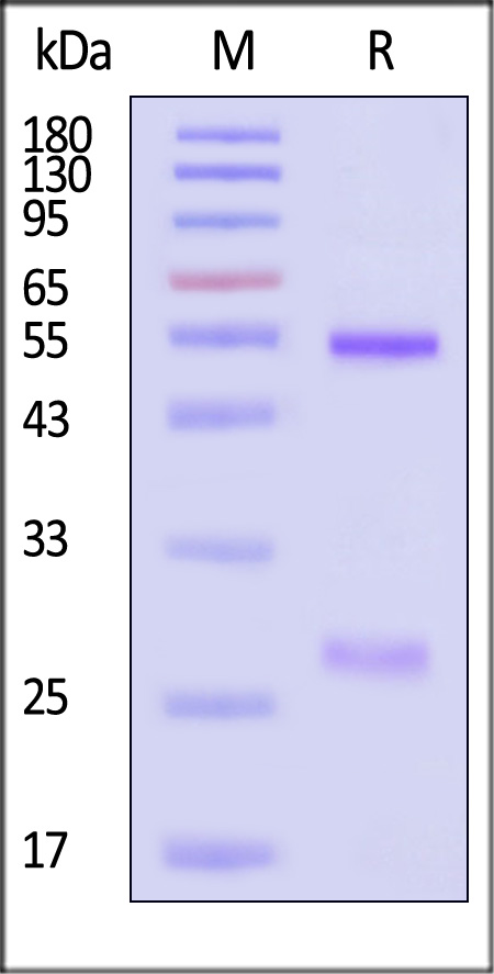 Fusion glycoprotein F0 SDS-PAGE