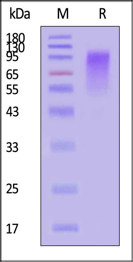 Glycoprotein G/G protein (RSV) SDS-PAGE