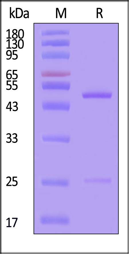 HRSV Glycoprotein (RSV-G) SDS-PAGE