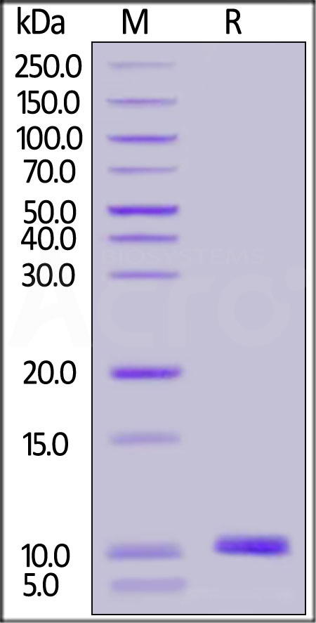 S100A6 SDS-PAGE