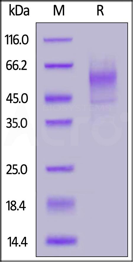 Syndecan-1 SDS-PAGE