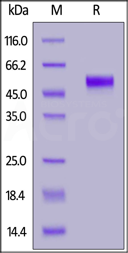 Serpin F1 SDS-PAGE