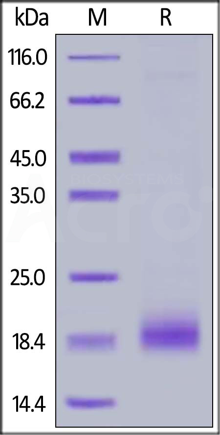 SECTM1 SDS-PAGE