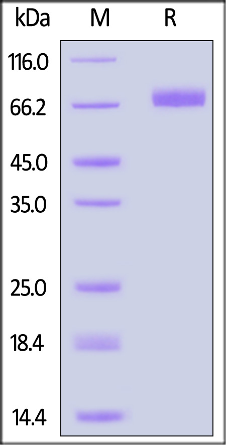 Siglec-10 SDS-PAGE