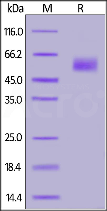 Siglec-9 SDS-PAGE