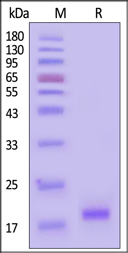 Streptavidin SDS-PAGE