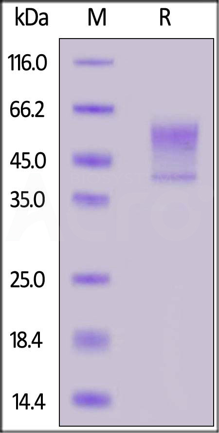 Syndecan-1 SDS-PAGE