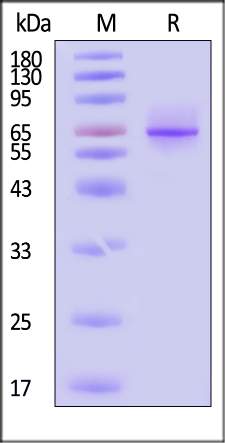 Syndecan-1 SDS-PAGE