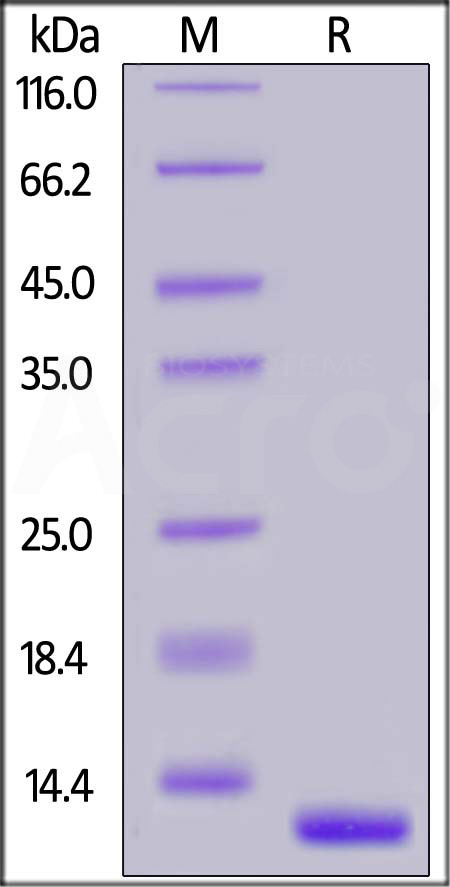 Human TGF-Beta 2, Tag Free (Cat. No. TG2-H4215) SDS-PAGE gel