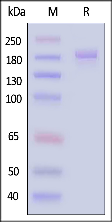 Thrombospondin-2 SDS-PAGE