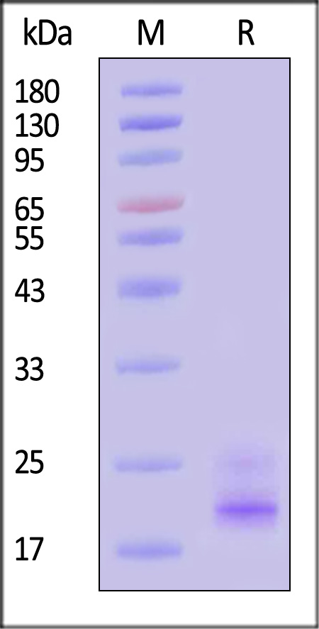 TRBC2 SDS-PAGE