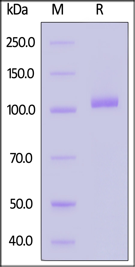 Transferrin R2 alpha SDS-PAGE