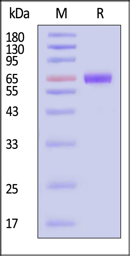 TSLP R SDS-PAGE