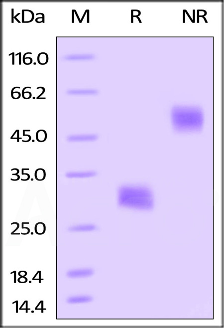 VEGF164 SDS-PAGE