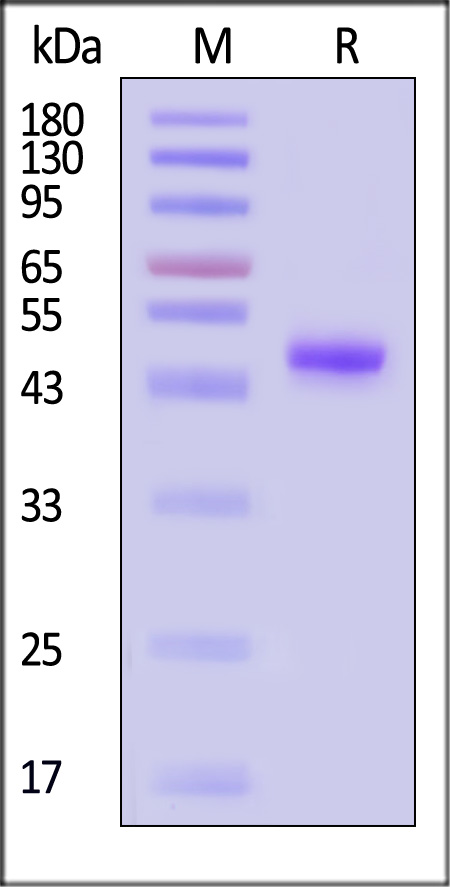 VEGF-D SDS-PAGE